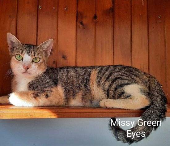 Missy Green Eyes